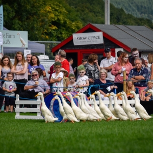 Knighton Carnival